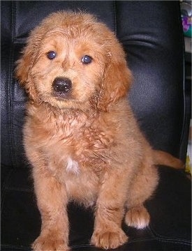 mini goldendoodle puppies