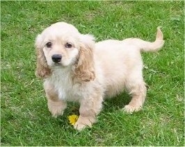 Front side view - A cream and tan Petite Goldendoodle puppy is standing in grass on top of a yellow dandelion looking forward.