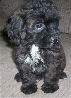 http://www.dogbreedinfo.com/images16/MiniLabradoodleFIF1b25Lab75MiniPoodle4.JPG