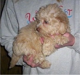 A wavy-coated tan Labradoodle puppy is being held in the air by a person.