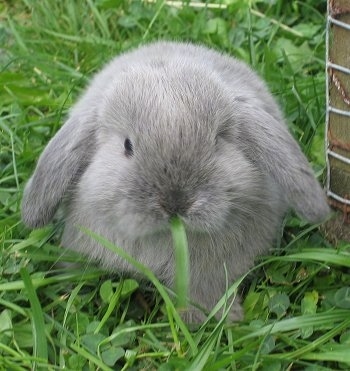 Close up front view - A long drop eared, grey with white Rabbit is eating grass and it is laying next to a house.