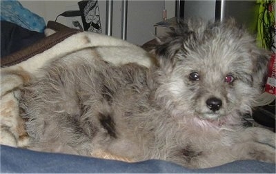 A fluffy merle grey with black and white Miniature Aussiedoodle is laying on a humans bed.