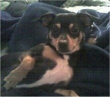 Upper body shot - a black and tan with white Minnie Jack is laying on its side on a blue blanket. It is looking forward. It has its paw up showing the white on its belly.