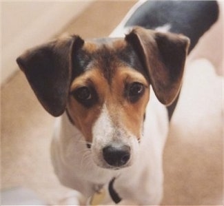 View from the top looking down at the dog - A tricolor white with black and tan Minnie Jack is standing on a tan carpet looking up.