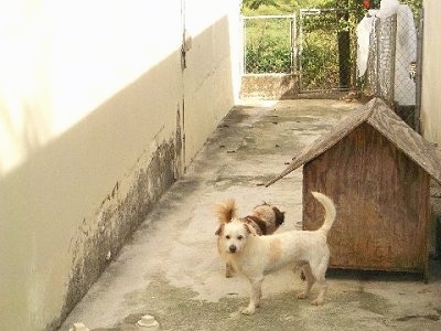 pekingese chihuahua mix. Domino is a Pekingese mix.