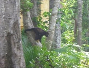 Monkey hanging on a tree by its tail preparing to jump