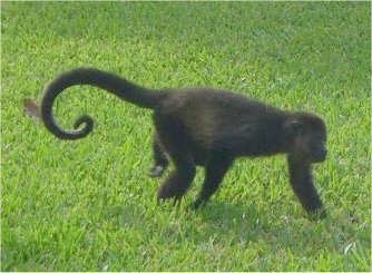 The right side of a Monkey walking across grass
