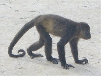The right side of a Monkey walking across a sidewalk
