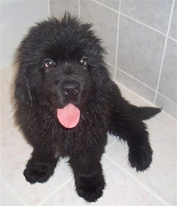 Front view from above looking down at the dog - A black Newfoundland puppy is sitting in a white tiled shower and it is looking up. Its mouth is open and its tongue is out.