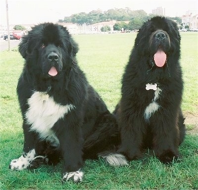 Newfoundlands Satchel (white on feet) at almost two years old and Jack ...