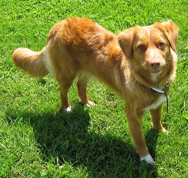 Duck on Duck Tolling Retriever Information And Pictures  Little River Duck Dog