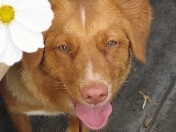 Close up head shot view from above looking down at the dog - A red with white Nova Scotia Duck Tolling Retriever is standing on a wooden porch. Its mouth is open and its tongue is out. There is a white with a yellow in the center flower in the upper left half of the image.