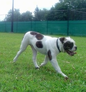 Side view - A panting, white with brown brindle Olde Victorian Bulldogge is walking across grass with a green chainlink fence behind it.