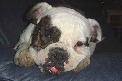 Close up front view had shot - A large-headed, white with brown brindle Olde Victorian Bulldogge is laying on the arm of a blue couch with its head between its front paws and its tongue showing.