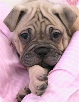 Close up head shot - A wrinkly tan with black Ori Pei is laying against the chest of a person in a pink shirt.