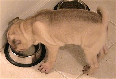 View from the top looking down at the dog - The backside of a tan with black Ori Pei that is drinking water out of a silver water dish. Its tail is curled over its back.