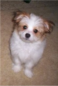 Front view - A fluffy, white with red Papastzu puppy is sitting on a carpeted floor looking up with its head slightly tilted to the right.