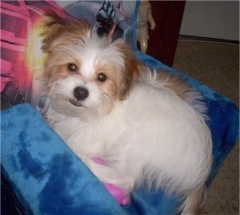 Side view - A white with red Papastzu puppy is laying against and on top of a blue pillow. It is looking up and its head is tilted to the right.