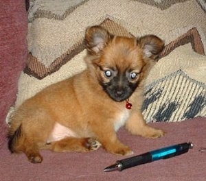 Side view - A perk-eared, red with white Paperanian dog is wearing a red collar sitting on a couch and there is a pillow behind it. There is a pen in front of the puppy to show size comparison.