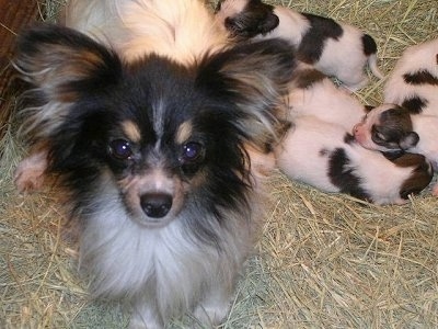 Puppies And Mom. Papillon mom with her litter