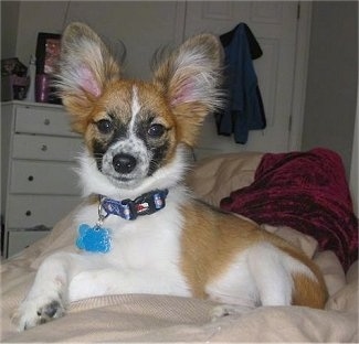 Front side view - A white and tan with black Papillon puppy is laying on a bed that has a tan blanket on it. The puppy is looking forward.