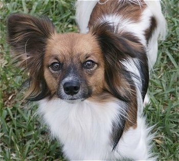 Close up front view from above looking down at the dog - A white with red and black Papillion standing in grass looking up.