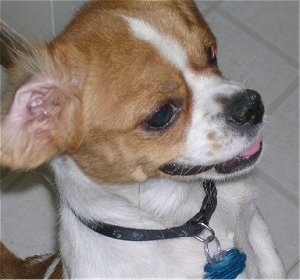 Close up head and shoulder shot - A shorthaired brown and white Peagle puppy is standing on its hind legs looking to the right.