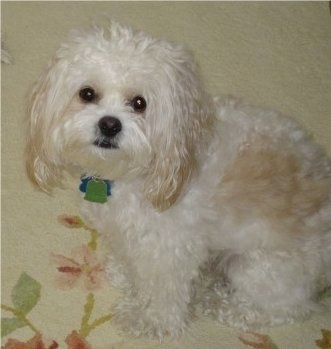 Close up  side view - A wavy coated, white with tan Peke-A-Chon dog is sitting on a tan carpet that has pink flowers on it looking up. It has long furry ears.