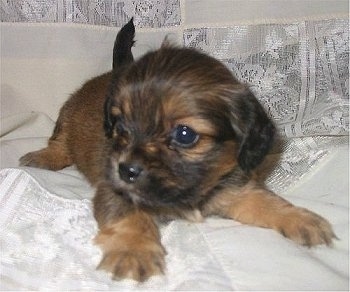 Close up front view - A brown with black Pekehund puppy is laying spread out on top of a white lace window drape looking to the left.