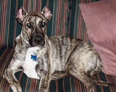 Side view - A black brindle with tan and white Cimarron Uruguayo dog is laying on a striped couch looking forward with a maroon pillow behind it. Its ears are cropped.