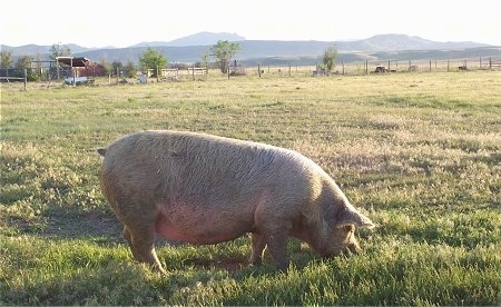 Right Profile - There is a huge, fat, furry pink pig rooting through dirt outside in a grassy field.