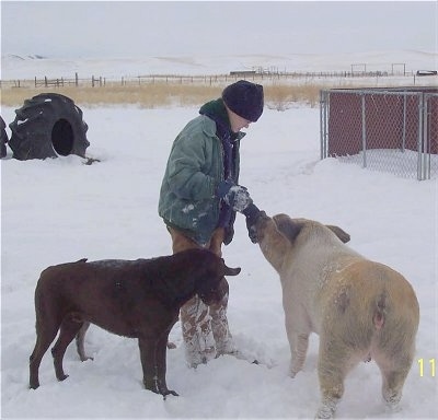 A person in a green coat is standing in snow and giving food item to a pig standing in front of her. Next to her is a brown dog and it is looking down at the snow. 