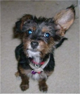 A black with tan and white Pinny-Poo is sitting on a carpet and looking up. Its right ear is in the air and its left ear is flopped over.