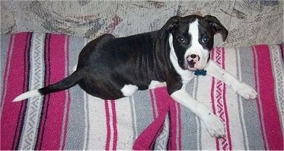 Top down view of a black and white Pit Bull Terrier puppy that is laying on a blanket on a couch and it is looking forward.