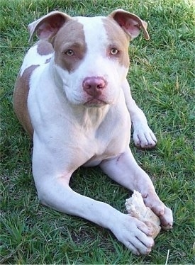 Bull Terrier Puppies on Hannah The Pit Bull At 1 Year Old