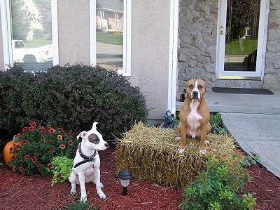 Two American Pit Bull Terriers sitting outside in the lawn posing as guard dogs. Theres a house behind them.