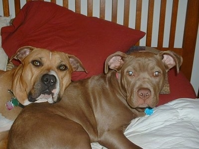 Two American Pit Bull Terriers laying down on a bed with orange and white striped wallpaper behind them