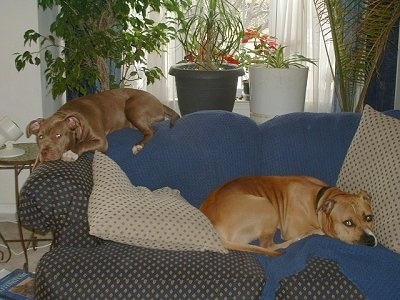 Two American Pit Bull Terriers laying on a couch one up high on the back rest and the other lower in the seating area