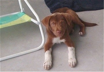 A Chocolate with white Lab-Pointerpuppy is laying on a sidewalk next to a white, green and yellow lawn chair. There is a towel behind it