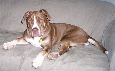 A tan and white Lab-Pointer dog is laying on top of a tan couch.