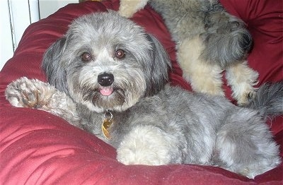 A furry grey with black and white Pomapoo is laying on a dog bed and behind it is another dog.