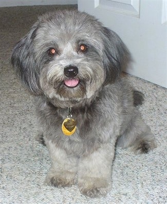 Close up - A happy-looking, fluffy tan with black Pomapoo puppy is sitting on a carpet and there is a door behind it. Its mouth is open and tongue is out.