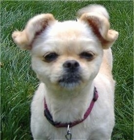 Close up front view head and upper body shot - A shaved tan with white Pomchi dog is standing in grass and it is looking up. It looks like a Star Wars bar character.