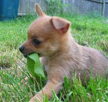 Close up side view - A tan with black Pomerat puppy is laying in grass and it is looking to the left. It is biting a leaf. There is a wooden privacy fence behind it.