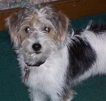 Close up head and upper body shot - The left side of a shaggy looking white with black and tan Poogle that is standing on a green carpet and it is looking forward.