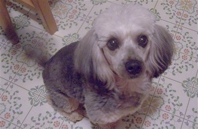 A shaved, black, grey and white Poogle is sitting on a tiled floor and it is looking up.