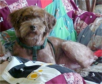 Side view - A shaved brown Poogle is laying in an arm chair and it is looking forward.