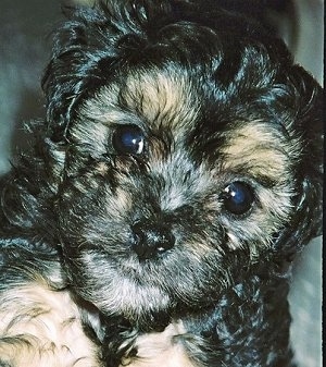 Close up head shot - A black with white Poovanese puppy is looking up.