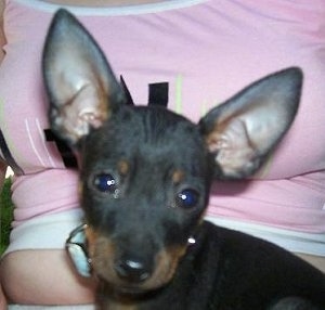 Close up head shot - A black with tan Prazsky Krysarik puppy that is sitting in the lap of a lady who is wearing a pink shirt.