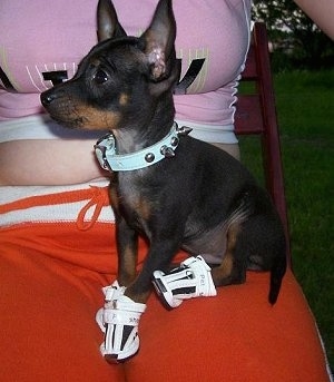Front side view - A black with tan Prazsky Krysarik puppy has on white shoes and it is sitting in the lap of a lady sitting outside.